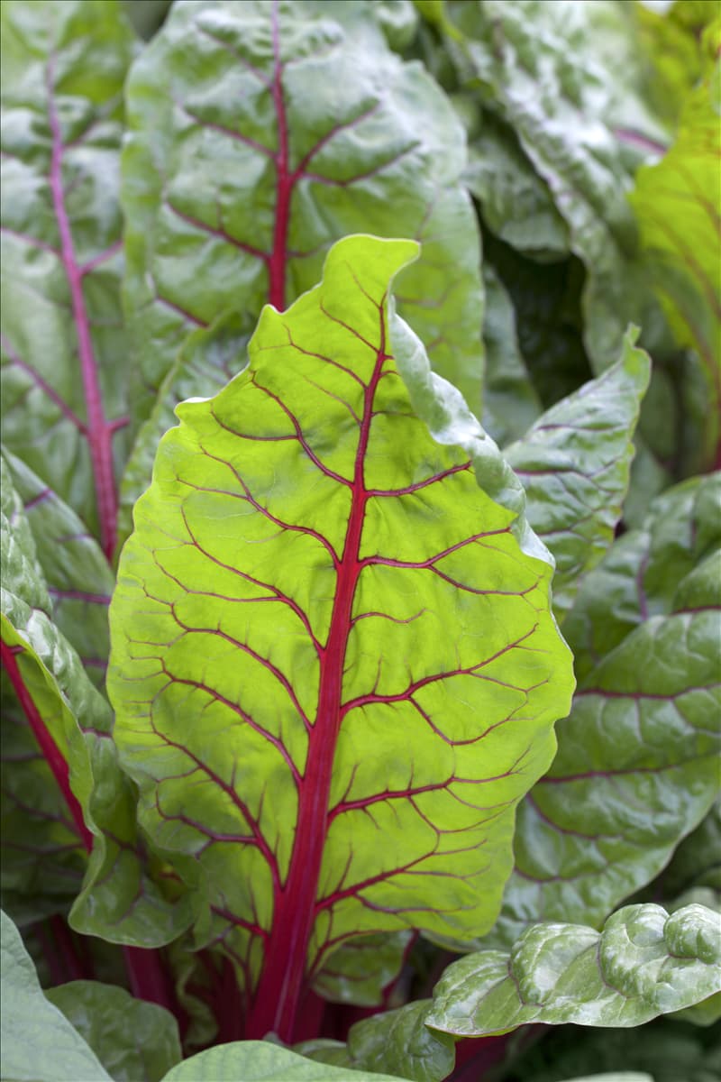 Beta vulgaris var. cicla 'Bright Lights'