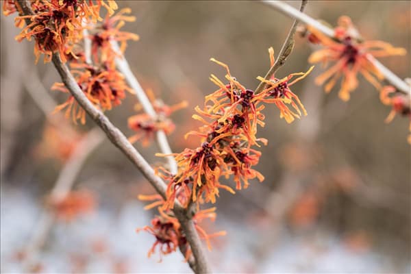 Hamamelis x intermedia 'Aurora'