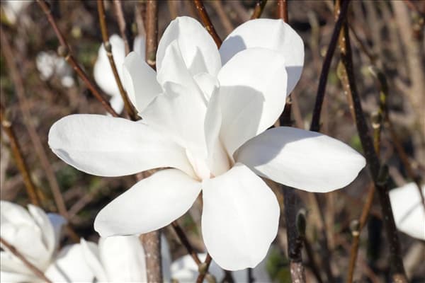 Magnolia stellata