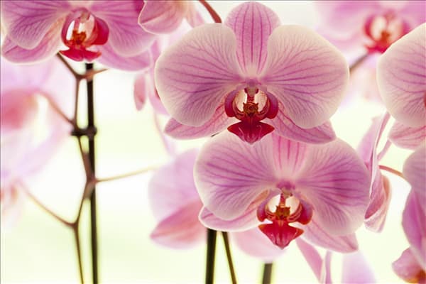 Phalaenopsis, rosa