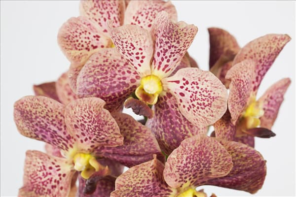 Vanda
