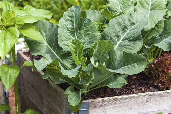Brassica oleracea var. gongylodes