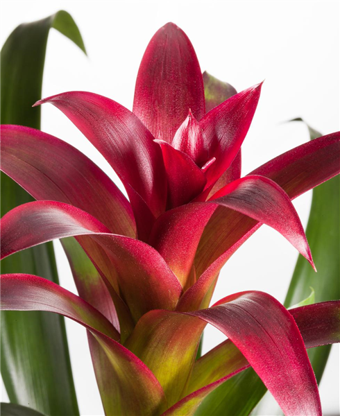 Guzmania 'Flame'