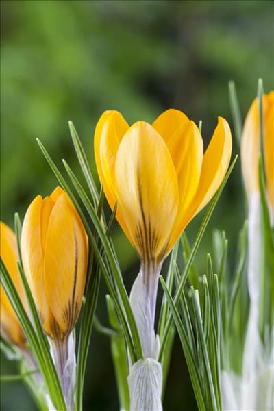 Crocus chrysanthus