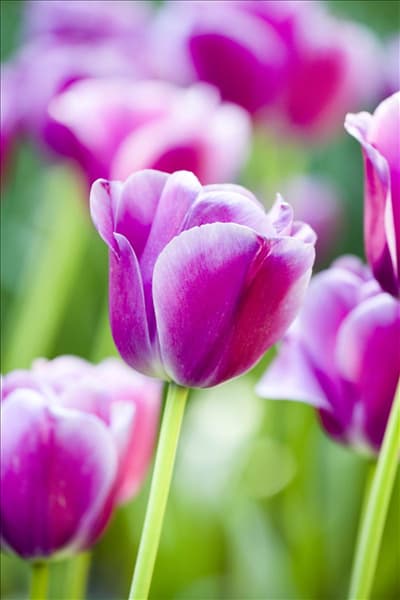 Tulipa