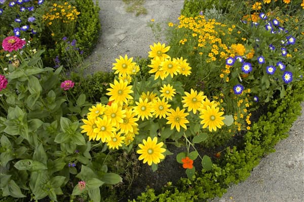 Rudbeckia hirta 'Prairie Sun'