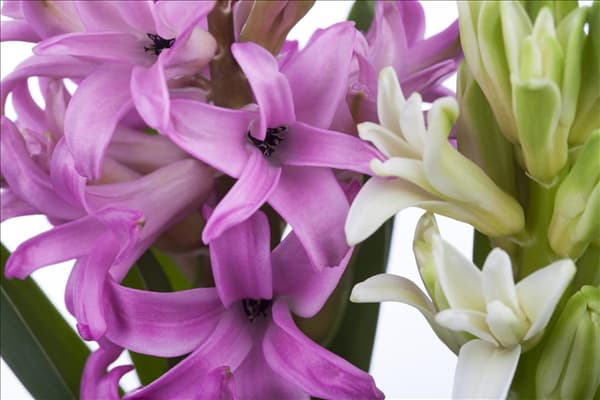 Hyacinthus orientalis