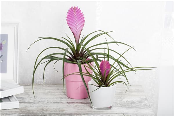 Tillandsia cyanea