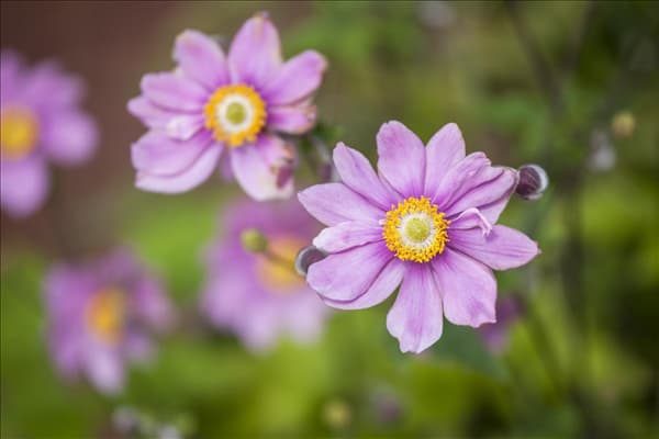 Anemone japonica