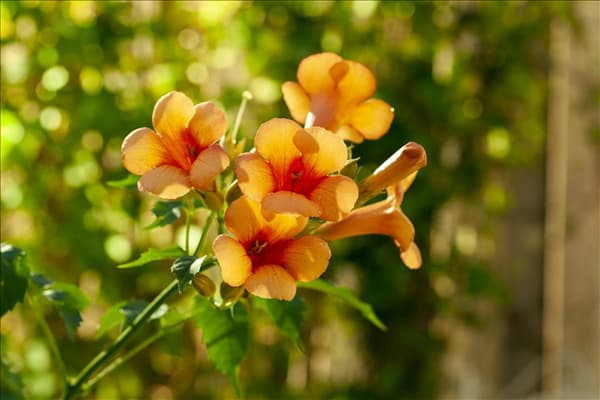 Campsis radicans