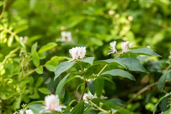 Lonicera maackii