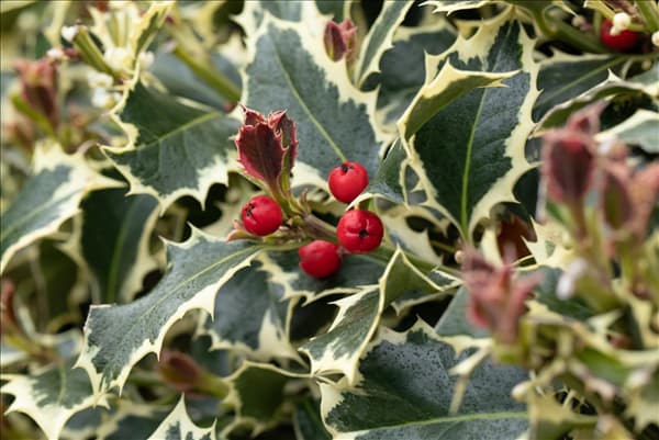 Ilex aquifolium 'Argentea Marginata'