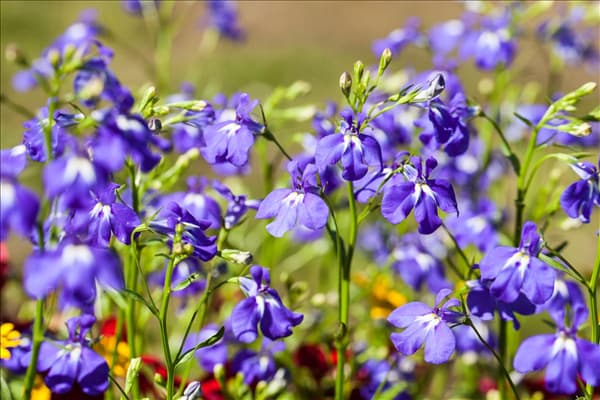 Lobelia erinus, blau