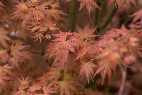 Acer palmatum 'Phoenix'