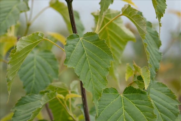 Acer davidii