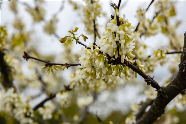 Cercis siliquastrum 'Alba'