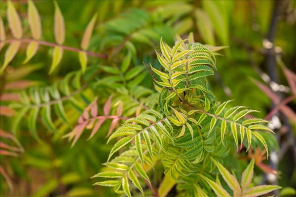 Sorbaria sorbifolia 'Sem'(s)