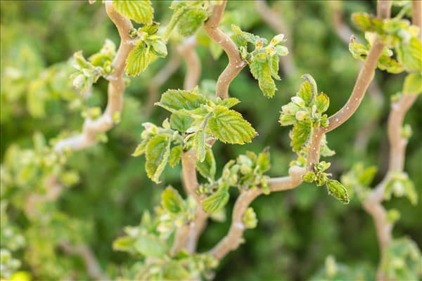 Corylus avellana 'Scooter'