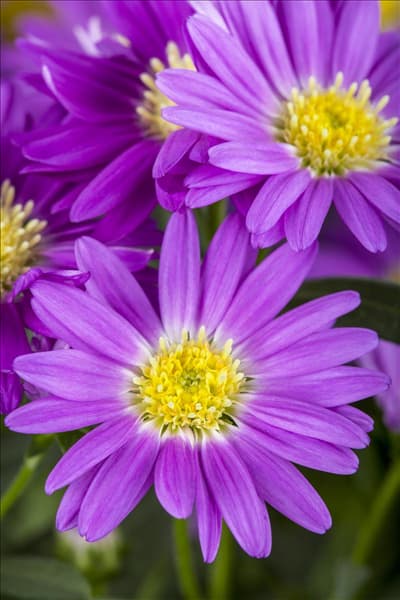 Aster novi-belgii