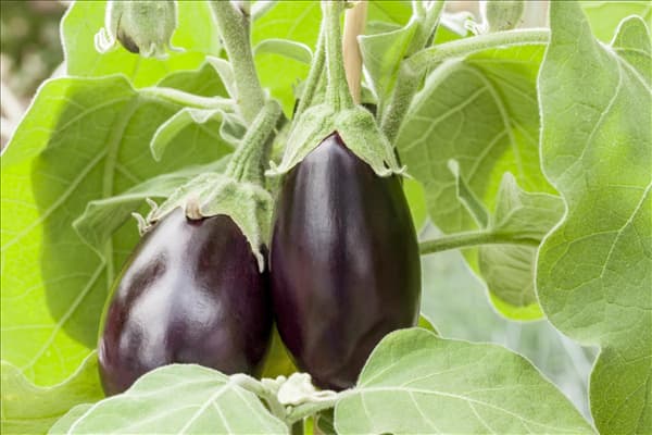Solanum melongena
