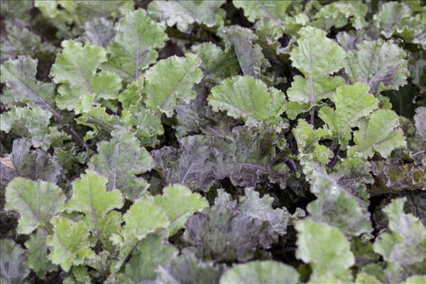 Brassica oleracea