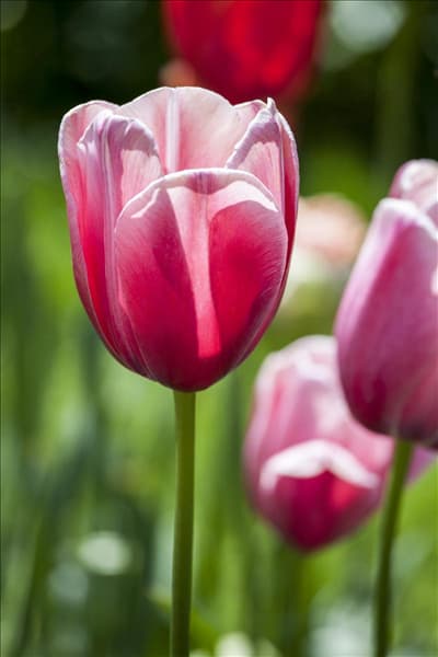 Tulipa