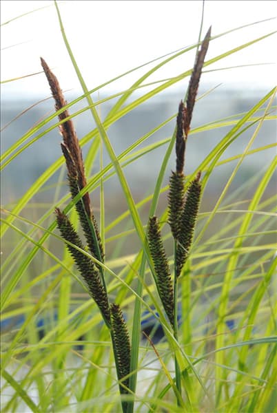 Carex acuta