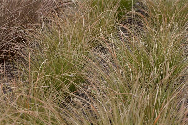 Carex testacea