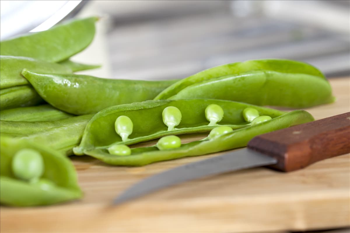 Pisum sativum