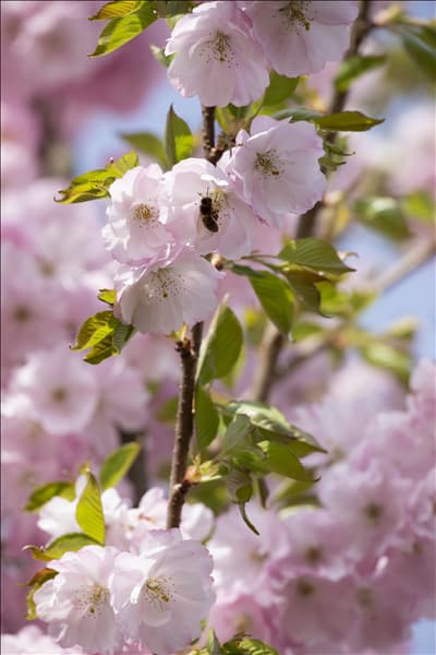 Prunus subhirtella 'Accolade'
