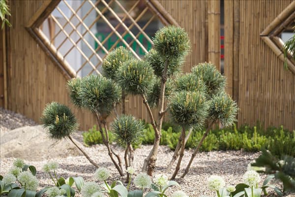 Pinus sylvestris