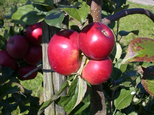 Malus domestica 'Lane´s Prince Albert'