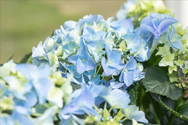Hydrangea macrophylla, blau