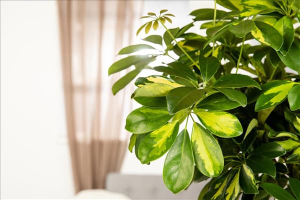 Schefflera arboricola 'Gold Capella'
