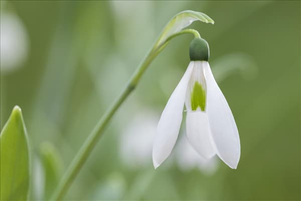 Galanthus nivalis