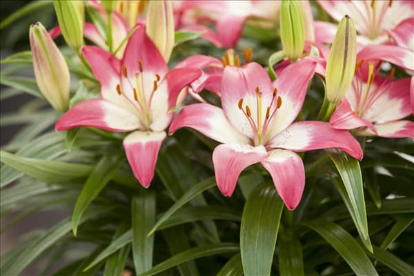 Lilium, rosa