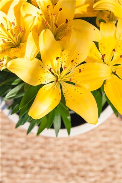 Lilium, gelb