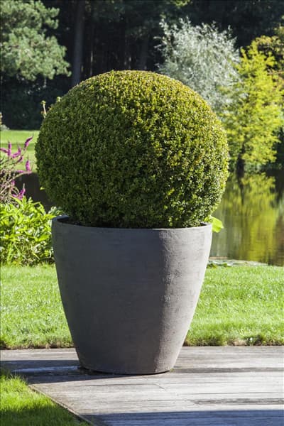 Buxus sempervirens, Kugel