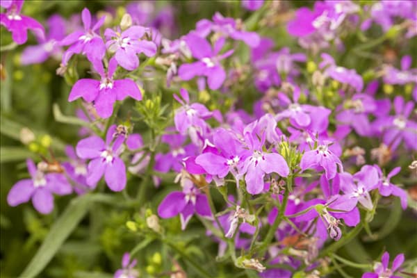 Lobelia erinus, rosa