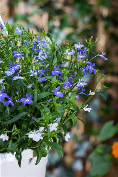 Lobelia erinus pendula