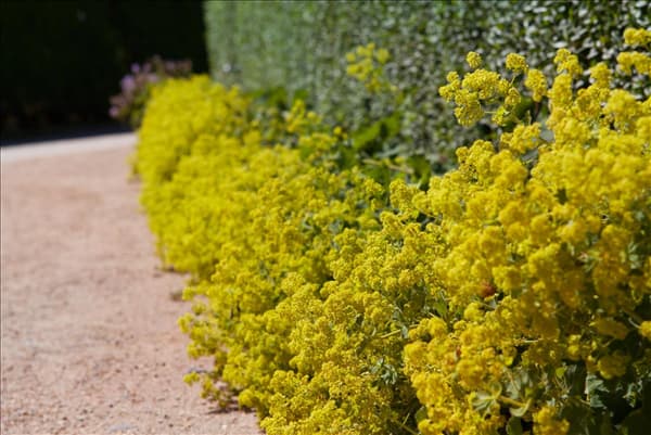 Alchemilla xanthochlora