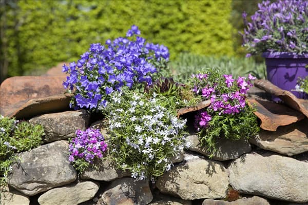 Campanula portenschlagiana