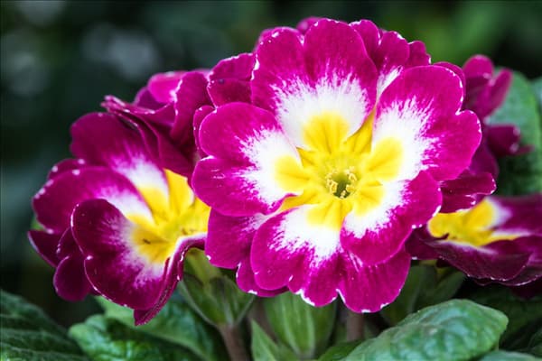 Primula vulgaris