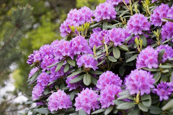 Rhododendron catawbiense 'Grandiflorum'