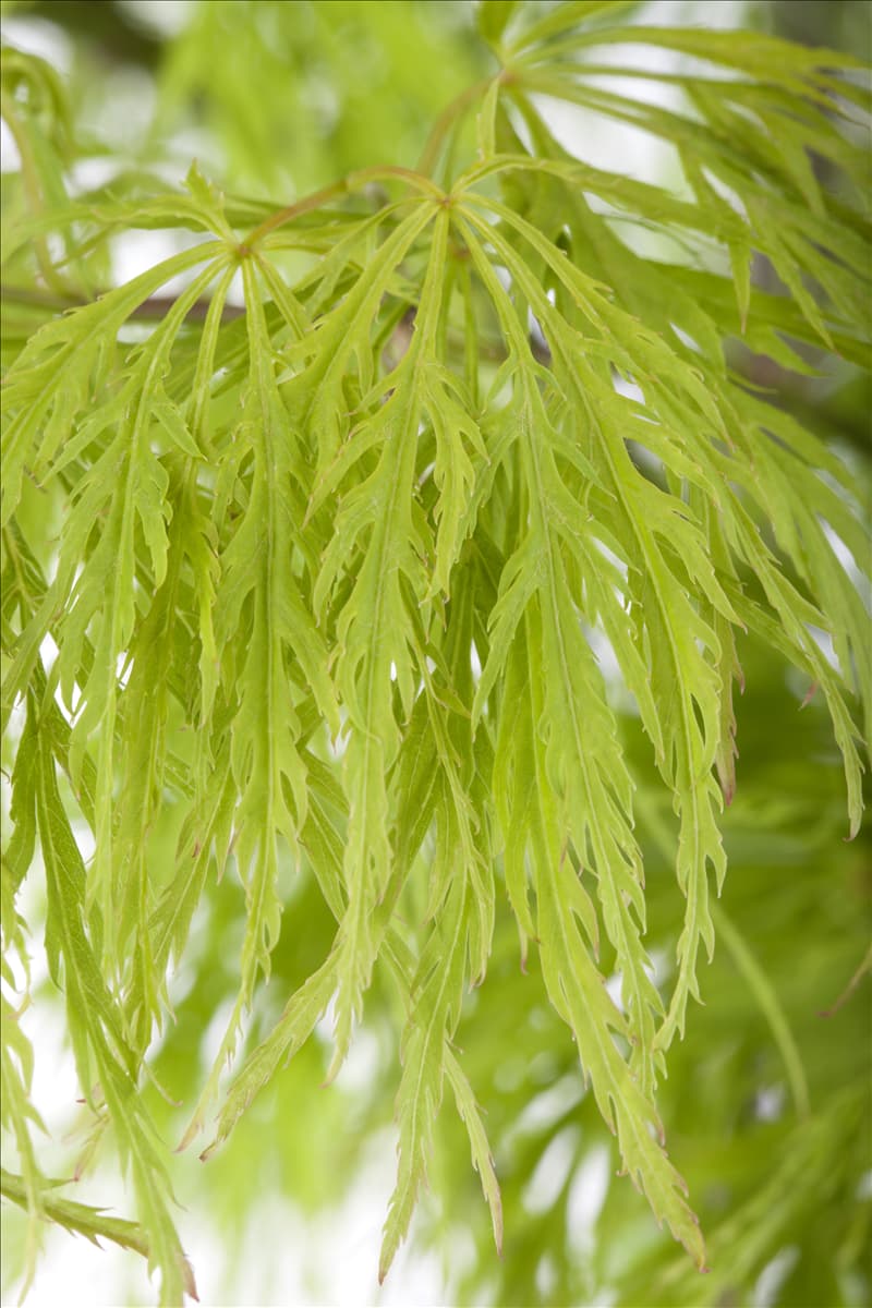 Acer palmatum 'Dissectum'