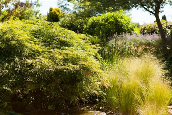 Acer palmatum 'Dissectum'