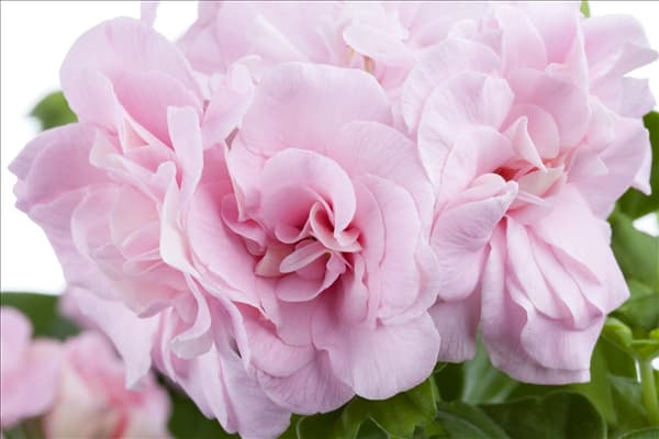 Pelargonium peltatum