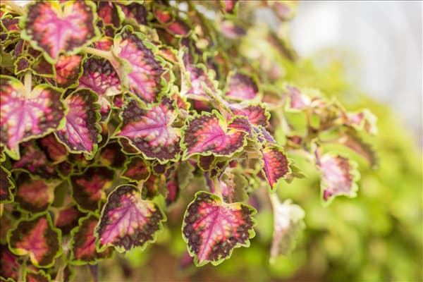 Coleus blumei 'Great Falls Angel'
