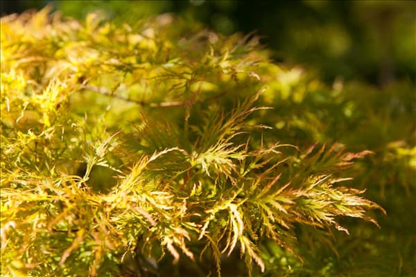 Acer palmatum 'Dissectum'