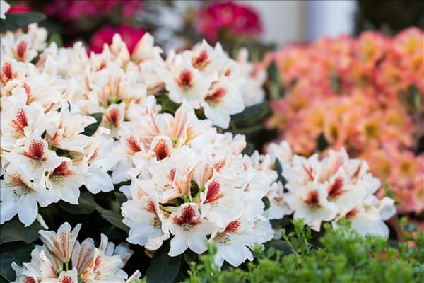 Rhododendron 'Amber Kiss'